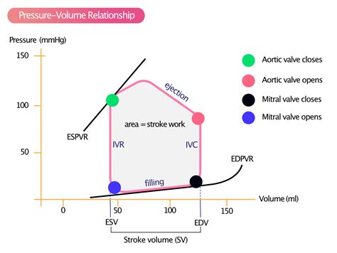 ventricular pressure volume relationship pdf